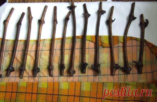 Проращиваем черенки винограда