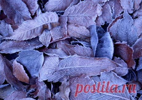 GISMETEO.RU: Народные приметы ноября - 31 октября 2018 | Климат | Новости погоды.