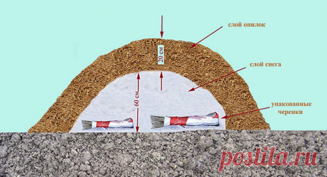 Когда готовить черенки для прививки ? - Садоводка