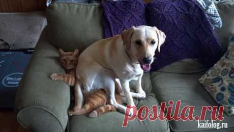 «Ни стыда, ни совести!» 30 фото самых обнаглевших морд