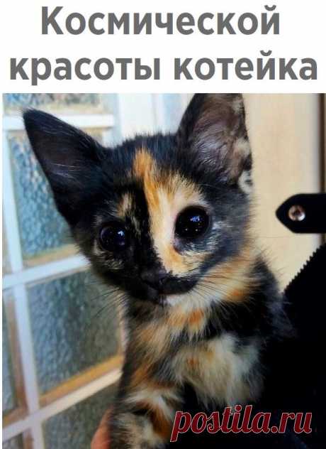Забавные фото и прикольные картинки с надписью для хорошего настроения