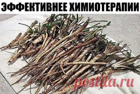 ЭФФЕКТИВНЕЕ ХИМИОТЕРАПИИ: ТРАВА УБИВАЕТ РАКОВЫЕ КЛЕТКИ 
Чай одуванчика действительно способен разрушить раковые клетки и защитить здоровые клетки от рака. 
Эта трава имеет множество лечебных свойств, что делает ее мощным лекарством. Кроме того, чай готовится очень легко. Наши предки использовали его для лечения многих заболеваний, но сегодня самое важное применение корня одуванчика для борьбы с раком. 
Ученые обнаружили, что эффект от корня одуванчика лучше, чем химиотерапии. 
В результате исс