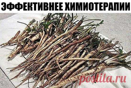 ЭФФЕКТИВНЕЕ ХИМИОТЕРАПИИ: ТРАВА УБИВАЕТ РАКОВЫЕ КЛЕТКИ 
Чай одуванчика действительно способен разрушить раковые клетки и защитить здоровые клетки от рака. 
Эта трава имеет множество лечебных свойств, что делает ее мощным лекарством. Кроме того, чай готовится очень легко. Наши предки использовали его для лечения многих заболеваний, но сегодня самое важное применение корня одуванчика для борьбы с раком. 
Ученые обнаружили, что эффект от корня одуванчика лучше, чем химиотерапии. 
В результате исс