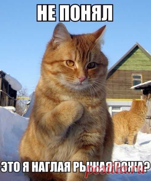 котики Поиск