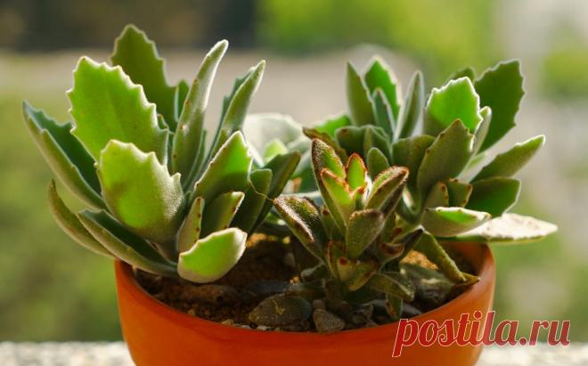Кактусы и другие суккуленты: требования к освещенности Обзор основных типов освещения, сколько света нужно суккулентам. Список суккулентов по требованиям к освещенности.