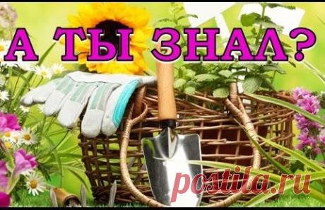 (52) Одноклассники