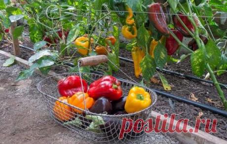 Как и когда замачивать семена перца и баклажанов на рассаду — Дачный участок