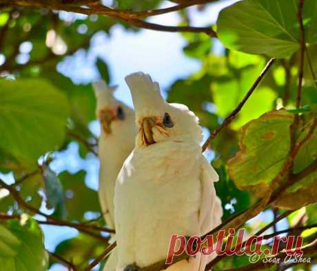 (2) Facebook