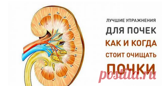 Лучшее упражнение для почек. Как и когда стоит очищать почки! Рецепты по шагам