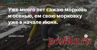 Уже много лет сажаю морковь и осенью, ем свою морковку уже в начале июня. Преимущества осенней посадки моркови очевидны.
Свою  морковь я  ем уже в  начале июня,  когда на  посаженной весной моркови, только всходит ботва.  Да и вырастает морковка ровная, сочная,  не атакуют ее в этот период и  вредители.  Еще плюс: поливать ее практически не надо. Талые воды делают свое дело за вас.
Есть только один минус -   такая морковь не годится для хранения.
Далеко  не все семена м