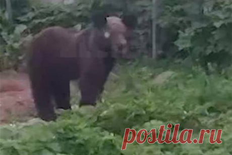 Ворующего ягоды медведя сняли на видео на Сахалине. Россияне засняли на видео бурого медведя, своровавшего их урожай ягод. Кадры публикует «Комсомольская правда» в своем Telegram-канале. Как сообщило издание, инцидент произошел на острове Сахалин. Местные жители выглянули из окна своего дома и увидели, что на их грядках с клубникой «пасется» бурый медвежонок.