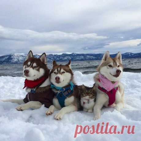 Хаски спасли от смерти котенка. Теперь они лучшие друзья / Питомцы