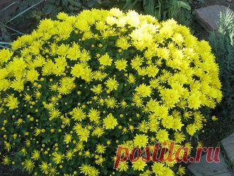 САДОВЫЕ МНОГОЛЕТНИКИ - хризантема шаровидная -150 руб