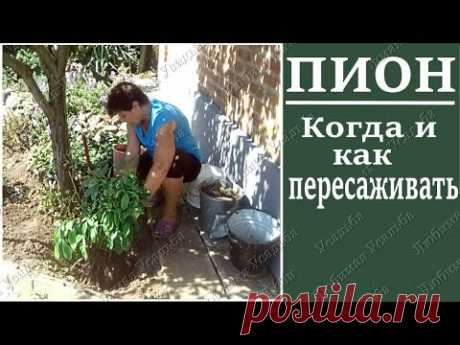 Когда пересаживать пионы Размножение пионов делением куста без ошибок