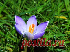 крокус синий - 6 156 картинок. Поиск Mail.Ru