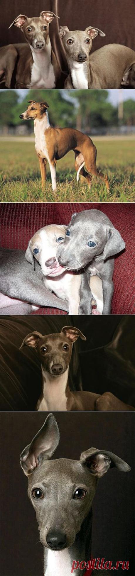 Левретка (малая итальянская борзая) — описание породы собак, стандарт, фото, щенки и питомники | Animal.ru
