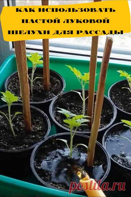 как использовать настой луковой шелухи для рассады