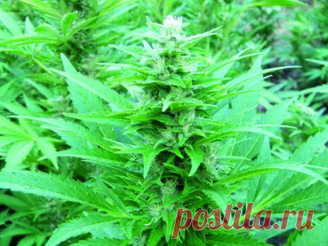 Fruity Jack
Genotype: 50% Sativa
Genetics: Massive Skunk ♂ x Jack Herer ♀
Height: up to 3 meters in open field
Flowering: 55-65 days
THC: 14-18%
Yield: 1-1.45 kg/m2 indoors, the first half of October outdoors

A hybrid of Massive Skunk and Jack Herer strains. The crossbreeding of such different strains achieved interesting results: the flowering period was accelerated and shortened by 10-15 days, while the amounts of produced buds remained approximately the same. 
#Rastaman_Seeds