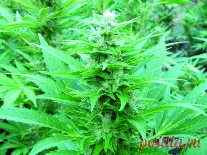 Fruity Jack
Genotype: 50% Sativa
Genetics: Massive Skunk ♂ x Jack Herer ♀
Height: up to 3 meters in open field
Flowering: 55-65 days
THC: 14-18%
Yield: 1-1.45 kg/m2 indoors, the first half of October outdoors

A hybrid of Massive Skunk and Jack Herer strains. The crossbreeding of such different strains achieved interesting results: the flowering period was accelerated and shortened by 10-15 days, while the amounts of produced buds remained approximately the same. 
#Rastaman_Seeds