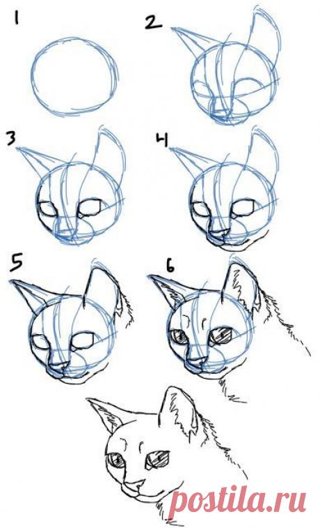 Уроки рисования - кошка.