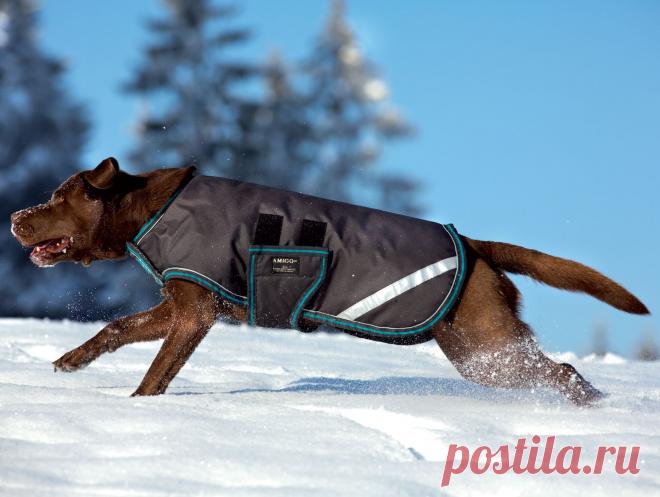 сшить попонку для собаки