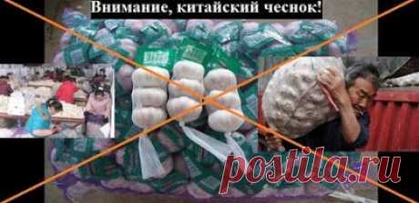 Внимание, китайский чеснок! ОБЯЗАТЕЛЬНО к ПРОЧТЕНИЮ ИНФОРМАЦИИ!!!