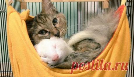 Хорьки усыновили котенка, теперь он думает, что он хорек / Питомцы