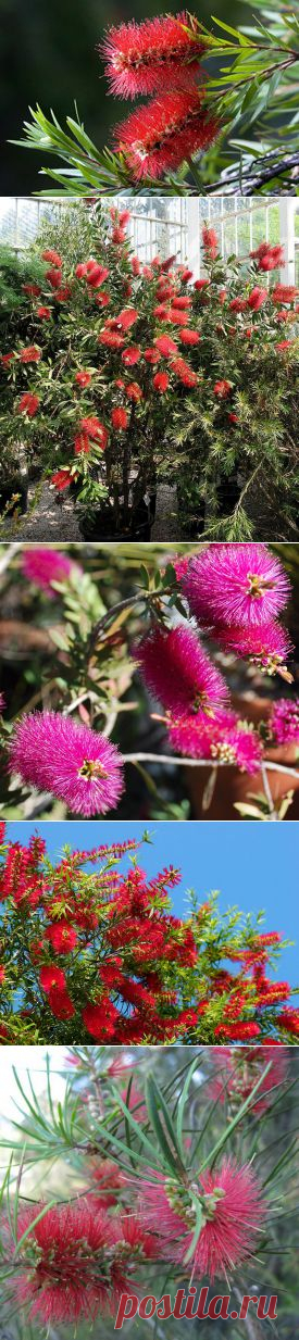 Каллистемон (Callistemon). Описание, виды и уход за каллистемоном | Флористика на "Добро ЕСТЬ!"