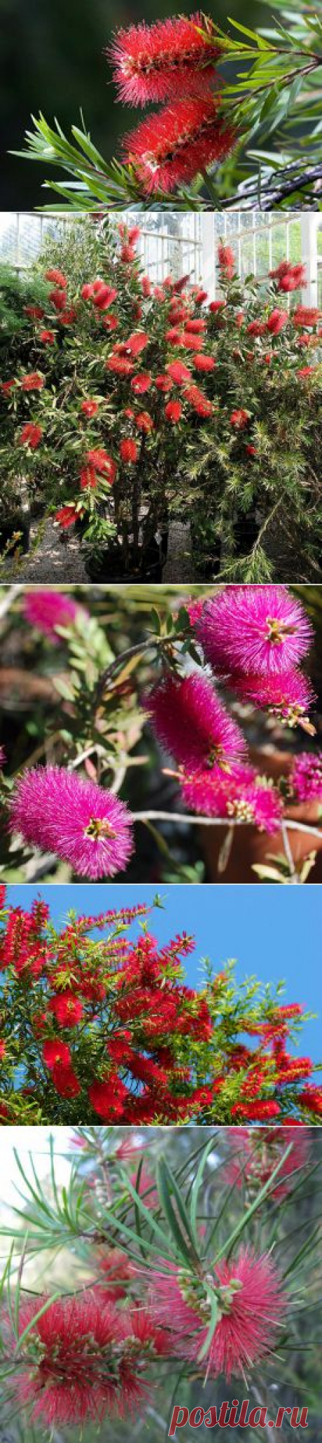 Каллистемон (Callistemon). Описание, виды и уход за каллистемоном | Флористика на &quot;Добро ЕСТЬ!&quot;
