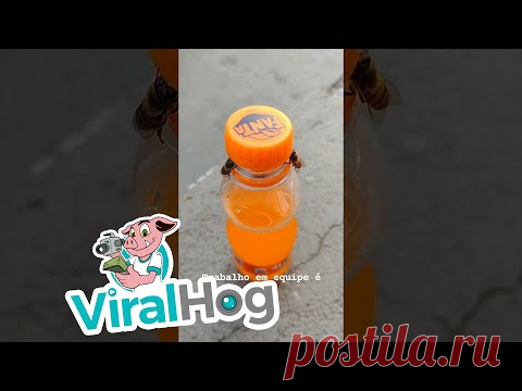Две пчелы сообща открыли бутылку с газировкой (видео) - Новости Mail.ru