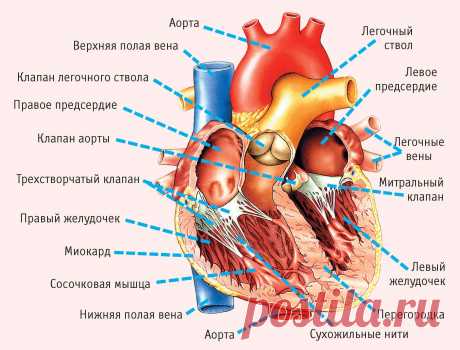 11 симптомов, указывающих на серьезные проблемы с сердцем