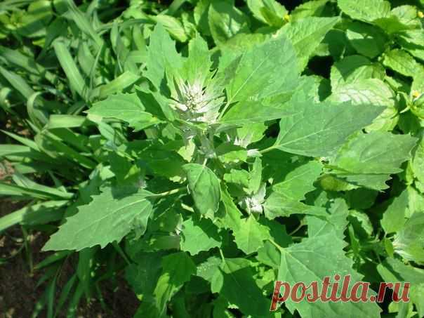 Лебеда - лекарственный сорняк.