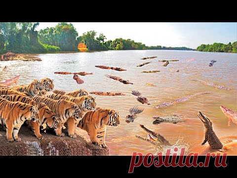 Самые Невероятные Столкновения Стай Животных