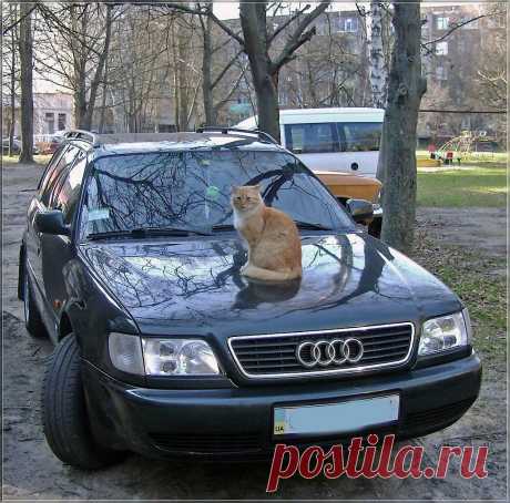 Неизвестный гений: художественная галерея, музыка, литература, фотография