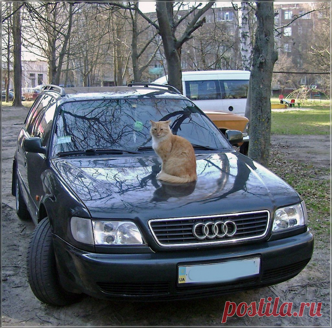 Неизвестный гений: художественная галерея, музыка, литература, фотография