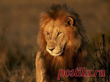 Фото Без названия. Альбом ЦАРЬ ЗВЕРЕЙ - 50 фото. Фотографии ⊰✿⊱ ОЛЬГА ⊰✿⊱.