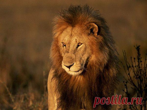 Фото Без названия. Альбом ЦАРЬ ЗВЕРЕЙ - 50 фото. Фотографии ⊰✿⊱ ОЛЬГА ⊰✿⊱.