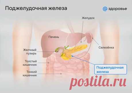 Где находится поджелудочная железа у человека: особенности расположения и строения