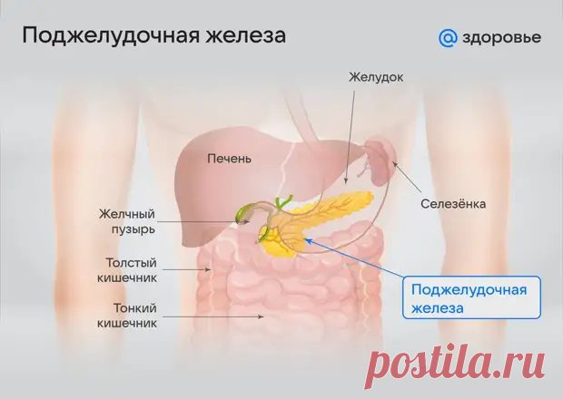 Где находится поджелудочная железа у человека: особенности расположения и строения
