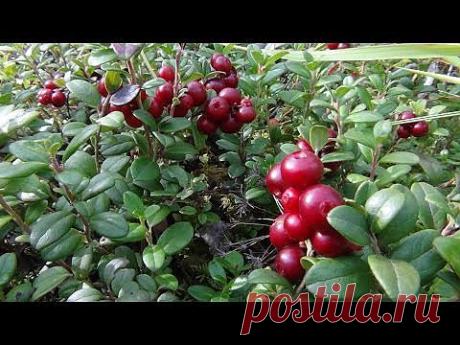 БРУСНИКА - ПОИСК, СБОР, ОЧИСТКА, САХАРЕНИЕ. РЕЦЕПТ ЗАГОТОВКИ - СЮФ КРАСНОДАРСКИЙ - YouTube