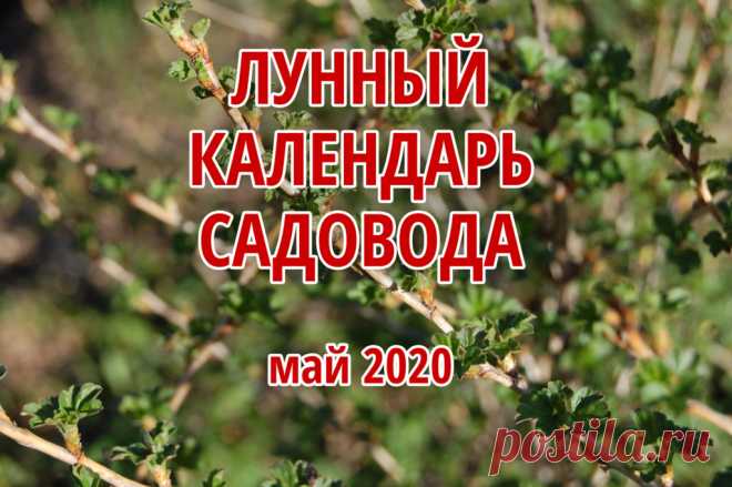Лунный посевной календарь на май 2020 года: благоприятные дни