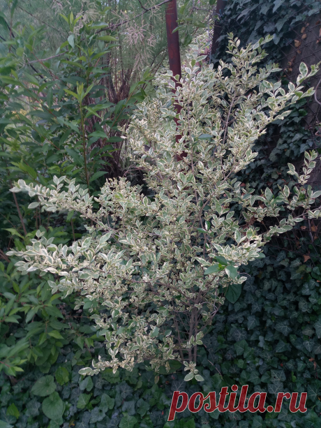 Бирючина овальнолистная серебристая &quot;Аргентеум Вариегата&quot; (Ligustrum ovalifolium &quot;Argenteum Variegata&quot;)