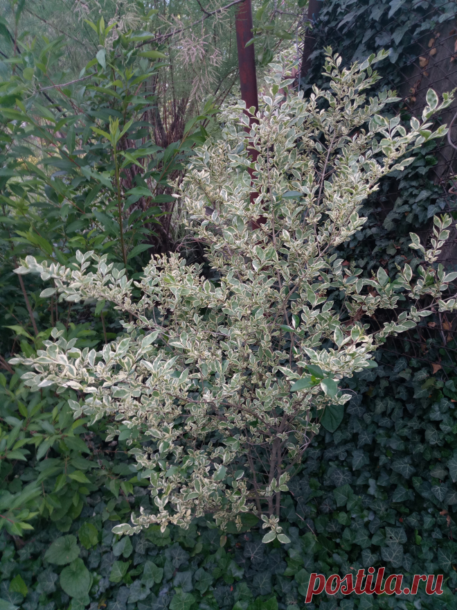 Бирючина овальнолистная серебристая "Аргентеум Вариегата" (Ligustrum ovalifolium "Argenteum Variegata")