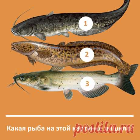 Какая рыба лишняя? Тест на рыбака + розыгрыш приза!