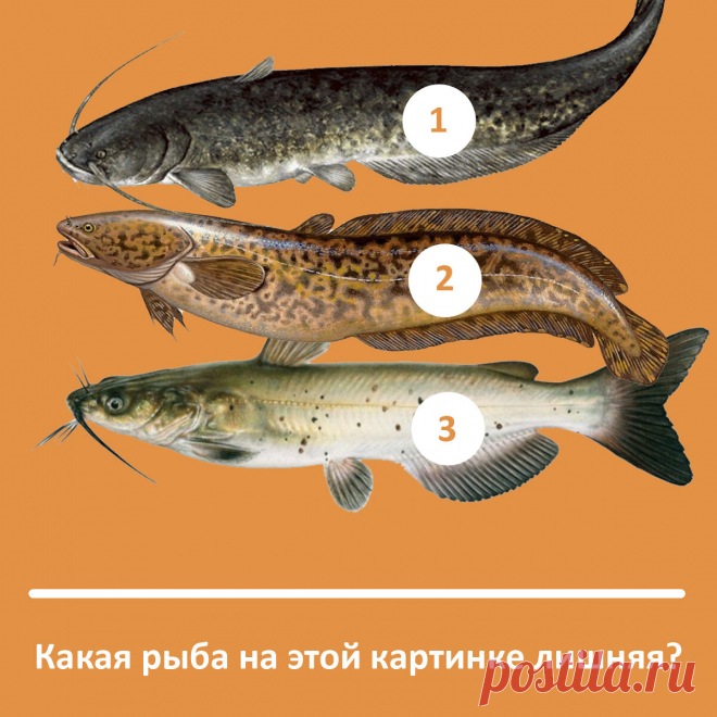 Какая рыба лишняя? Тест на рыбака + розыгрыш приза!