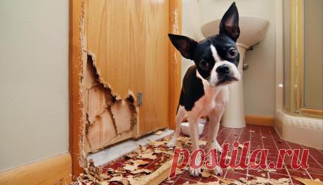 Смешные животные: когда дома скучно. Подборка забавных фото | уДачная жизнь | Яндекс Дзен