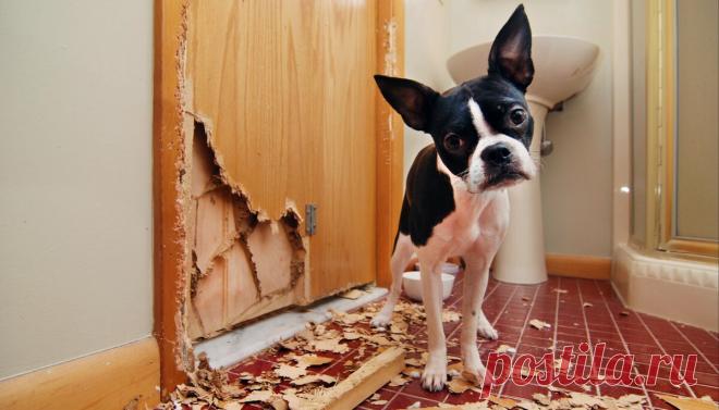 Смешные животные: когда дома скучно. Подборка забавных фото | уДачная жизнь | Яндекс Дзен