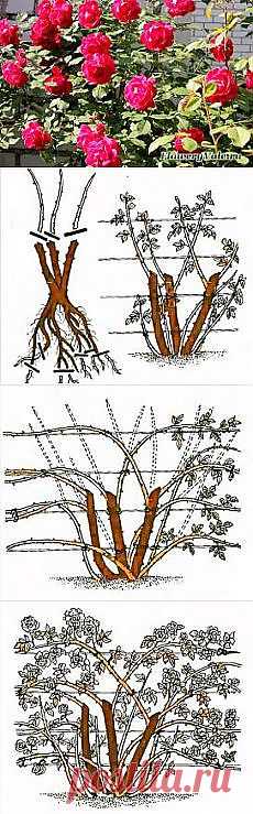 Письмо «Обрезка плетистых роз — FloweryVale.ru и другие материалы. Новое в Вашей подборке на Постила.ru» — Постила.ru — Яндекс.Почта
