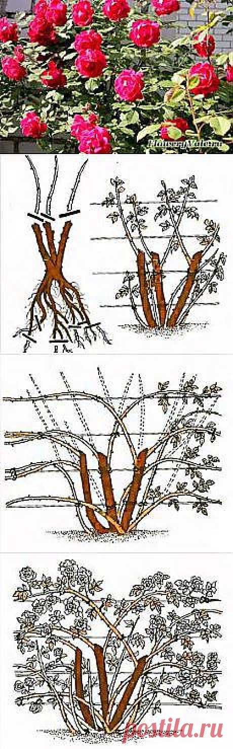 Письмо «Обрезка плетистых роз — FloweryVale.ru и другие материалы. Новое в Вашей подборке на Постила.ru» — Постила.ru — Яндекс.Почта