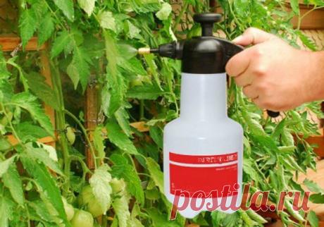 Аспирин для растений | огородница юлианна | Яндекс Дзен